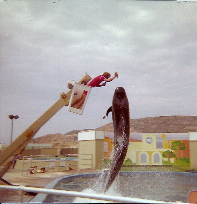 Pilot Whale - Marineland of the Pacific - January 1977 (Closed 1987)