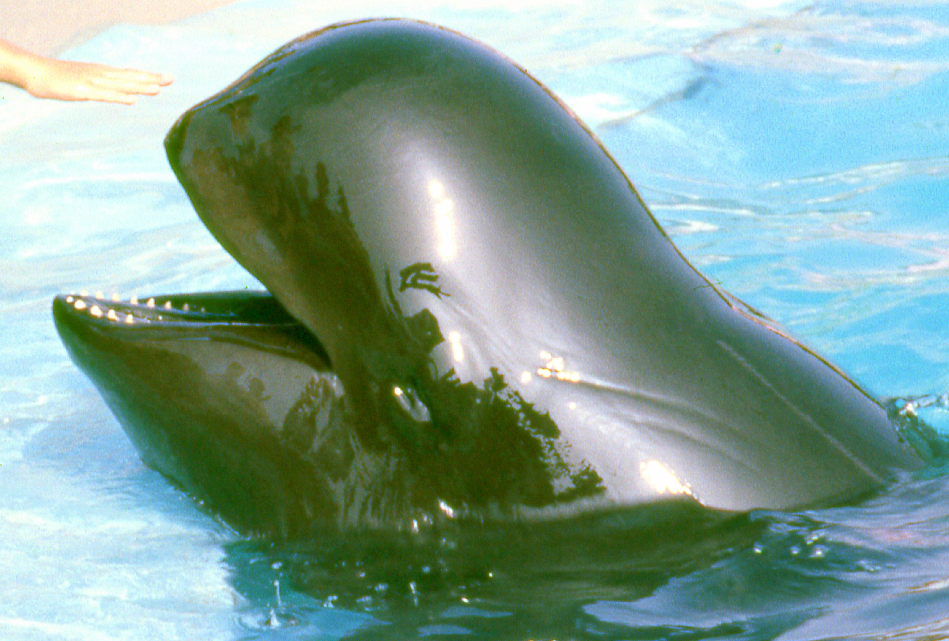 Pilot whale; Seaworld (California); October 1983