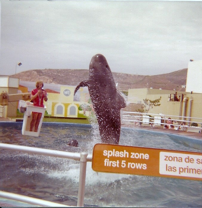 Pilot Whale Show - Marineland of the Pacific - January 1977 (Closed 1987)