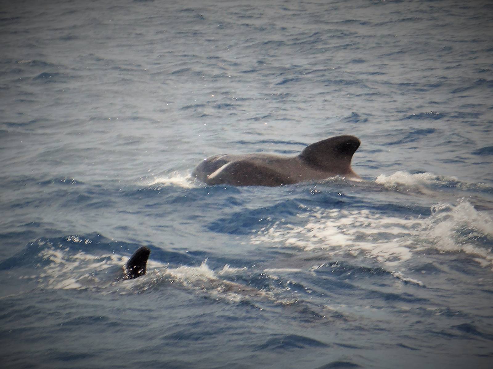 Pilot Whales