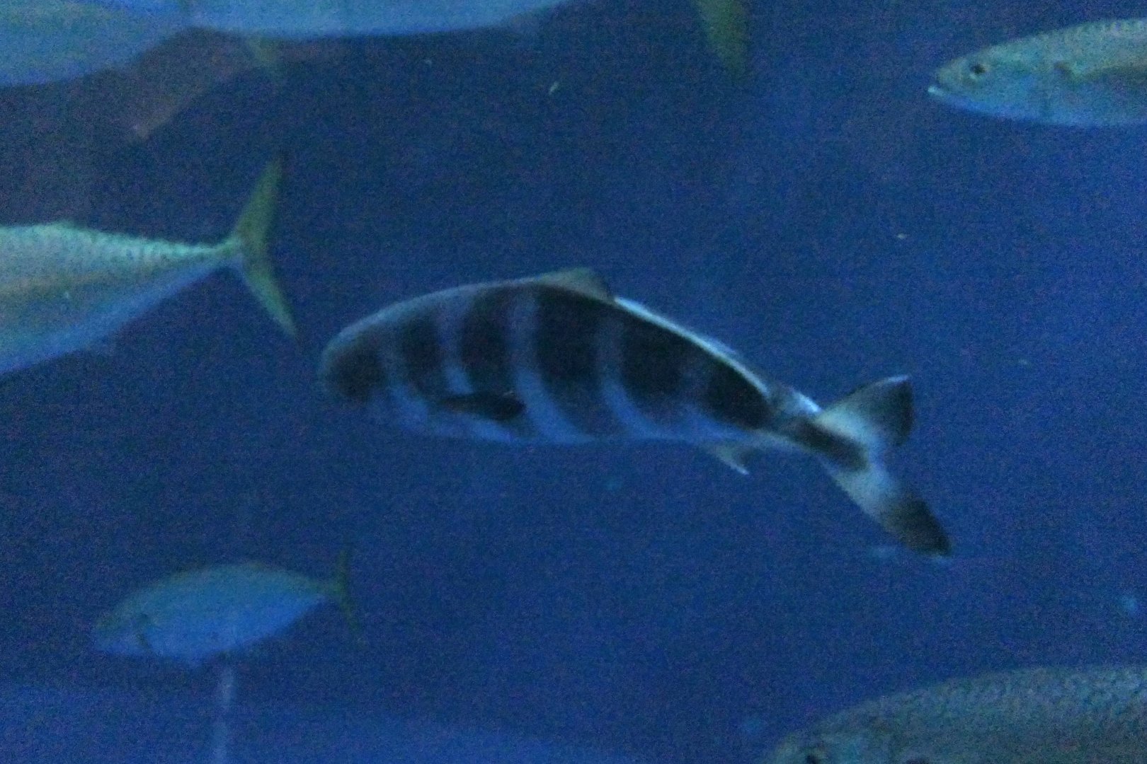 Pilotfish (Naucrates ductor)