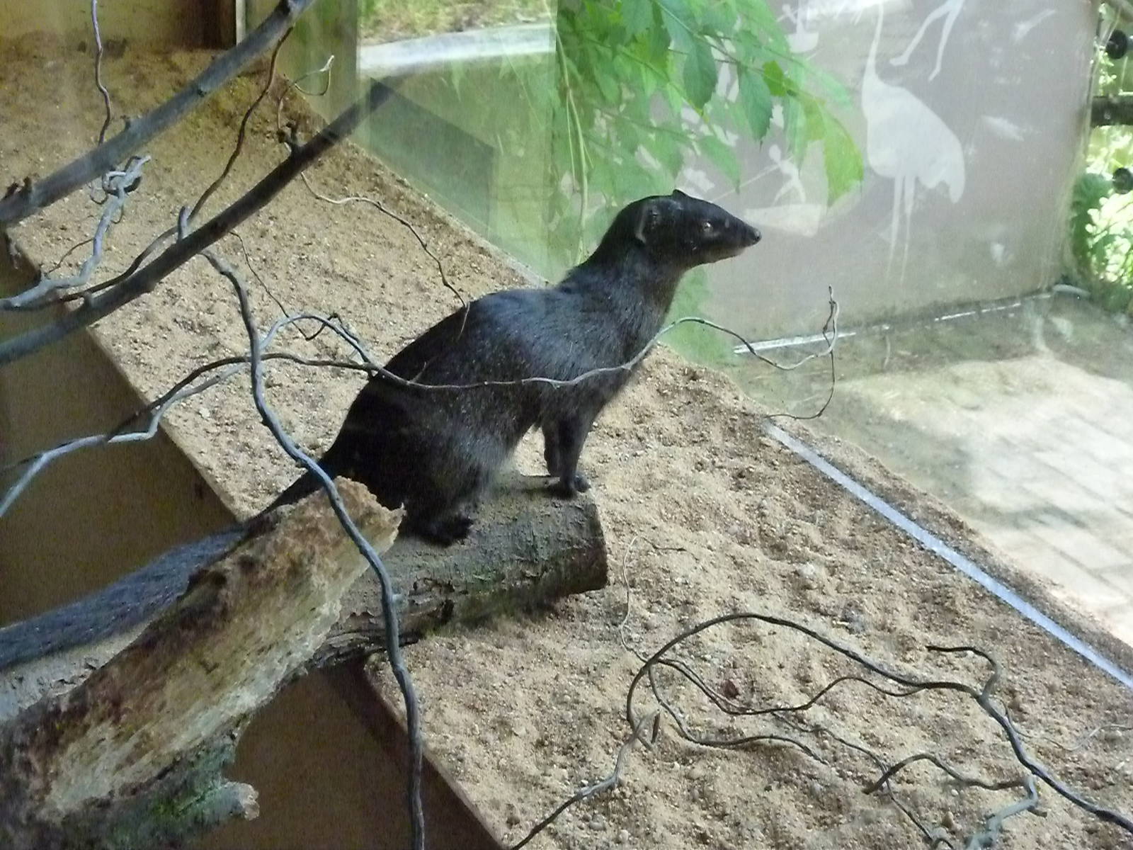 Pilsen Zoo 2011