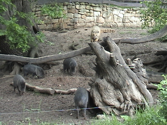 Pilsen Zoo Mixed Species Exhibit