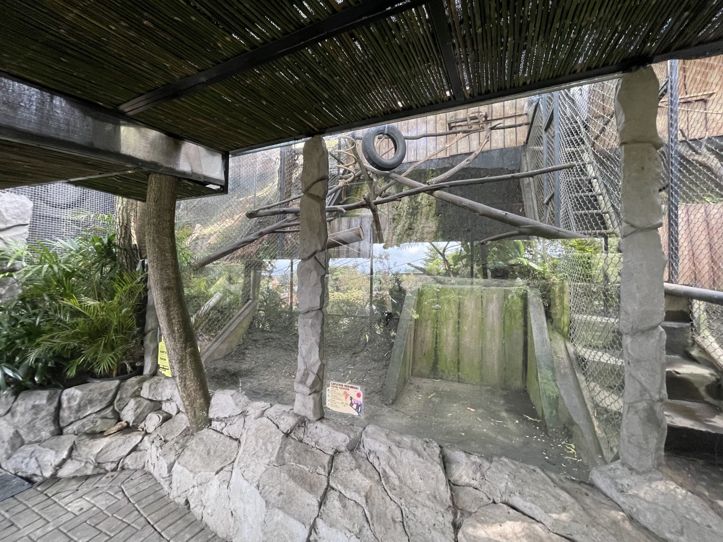 pimate cave - brown-tufted capuchin exhibit