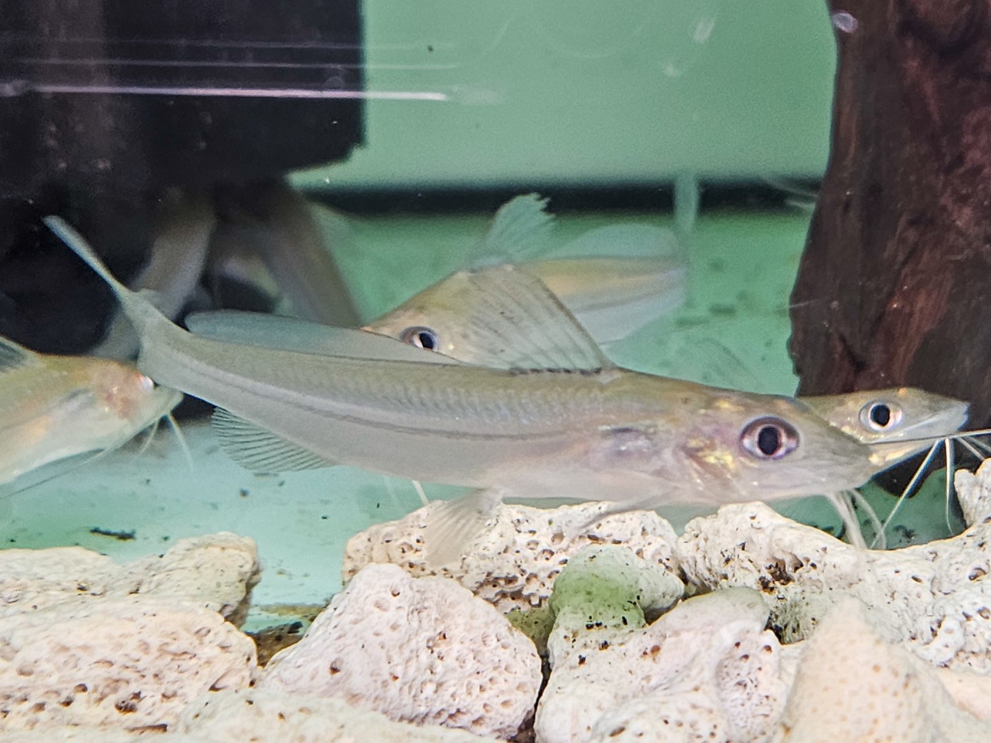 Pimelodella cf. montana