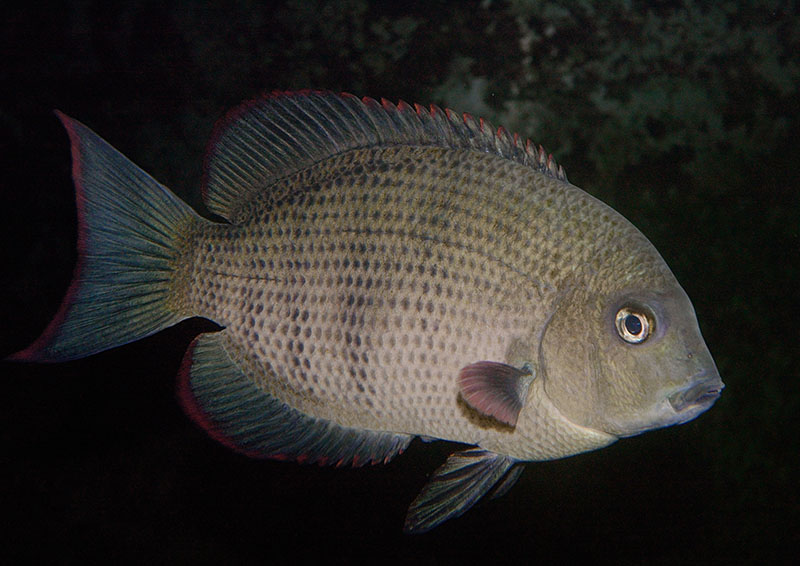 Pin-striped damba, Bolton Museum 2005