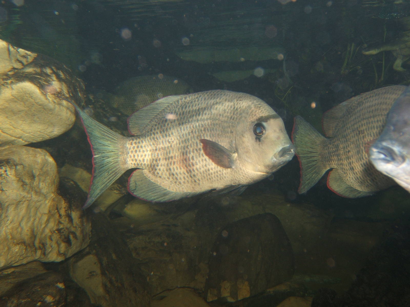 Pin Striped Damba (Paretroplus menarambo)
