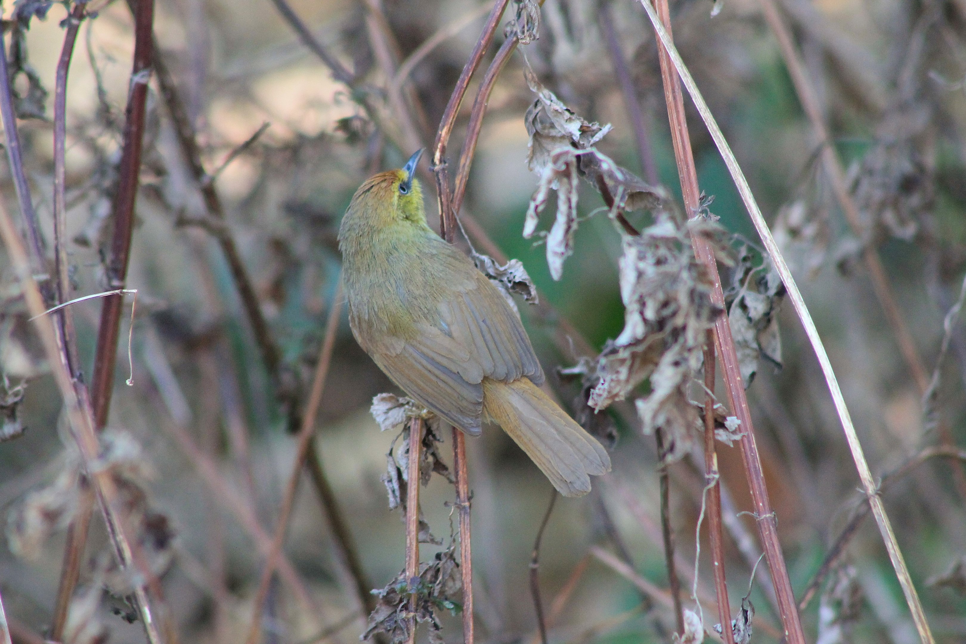 Pin-striped Tit-Babbler (Mixornis gularis)