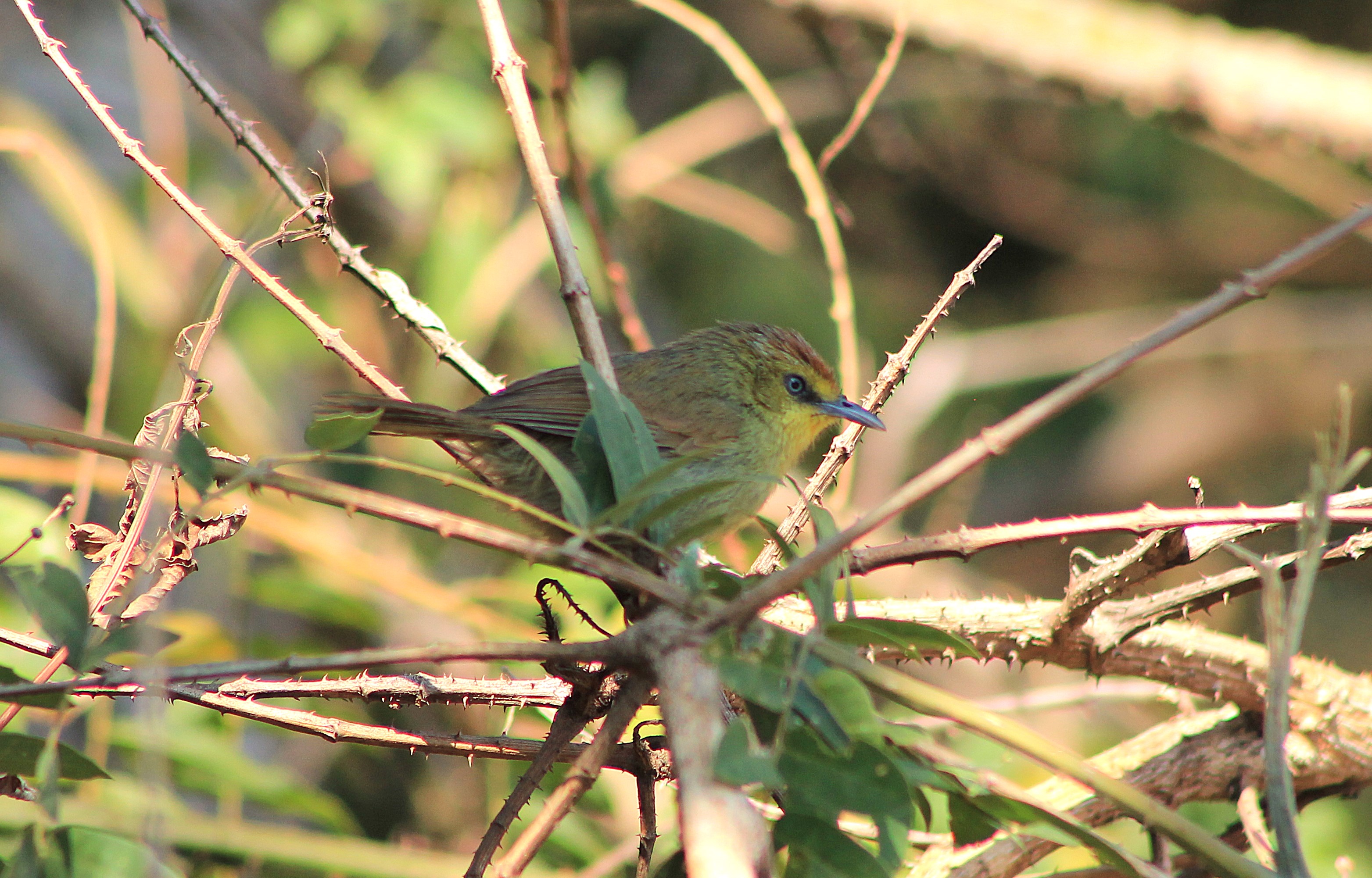 Pin-striped Tit-Babbler (Mixornis gularis)
