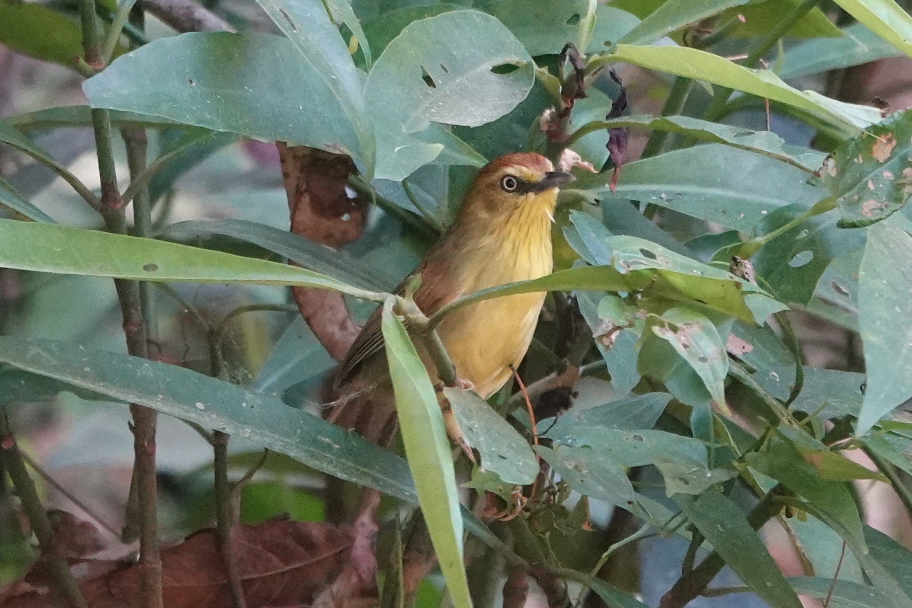 Pin-striped Tit-Babbler
