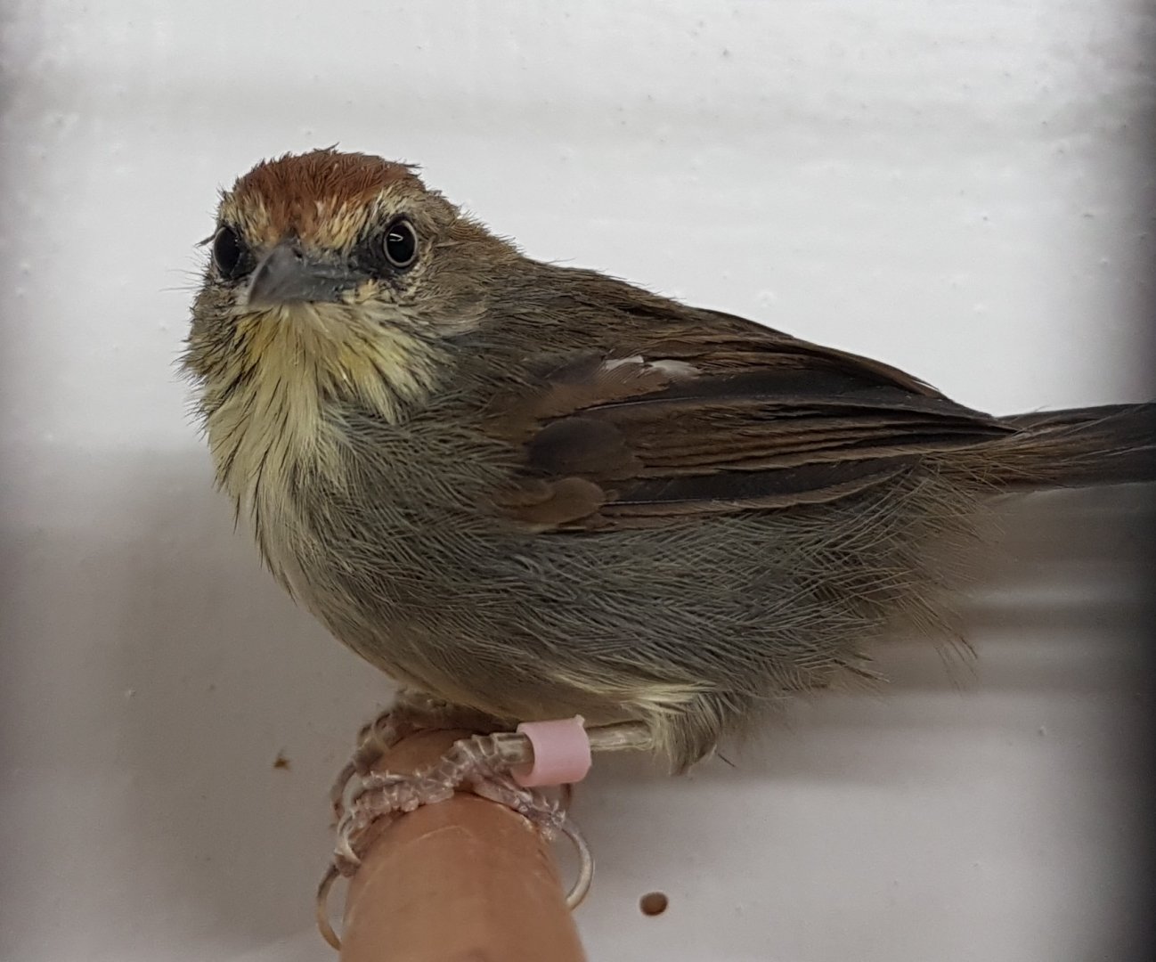 Pin-striped tit-babler - Macronous gularis