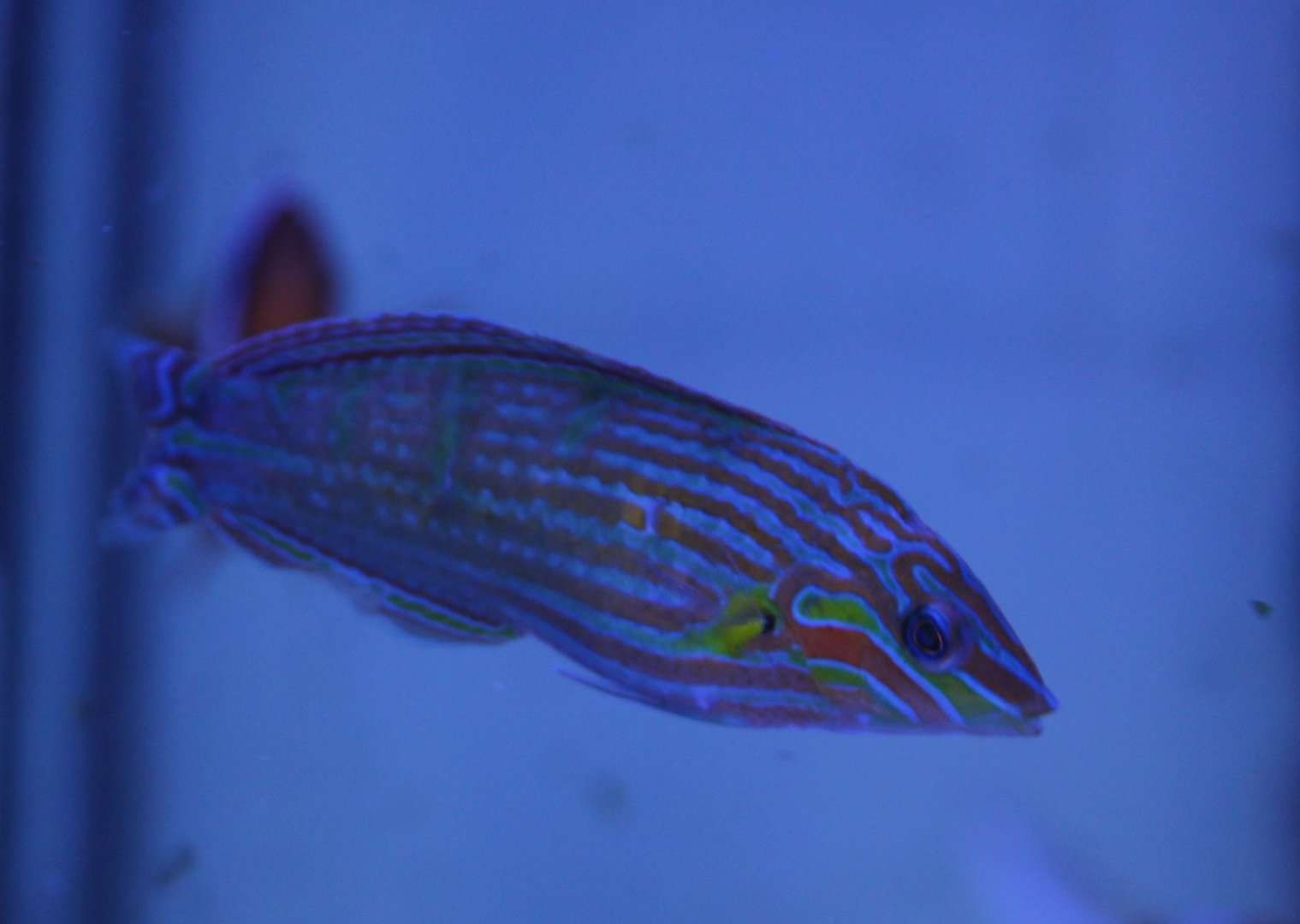 Pin-striped wrasse - Halichoeres melanurus