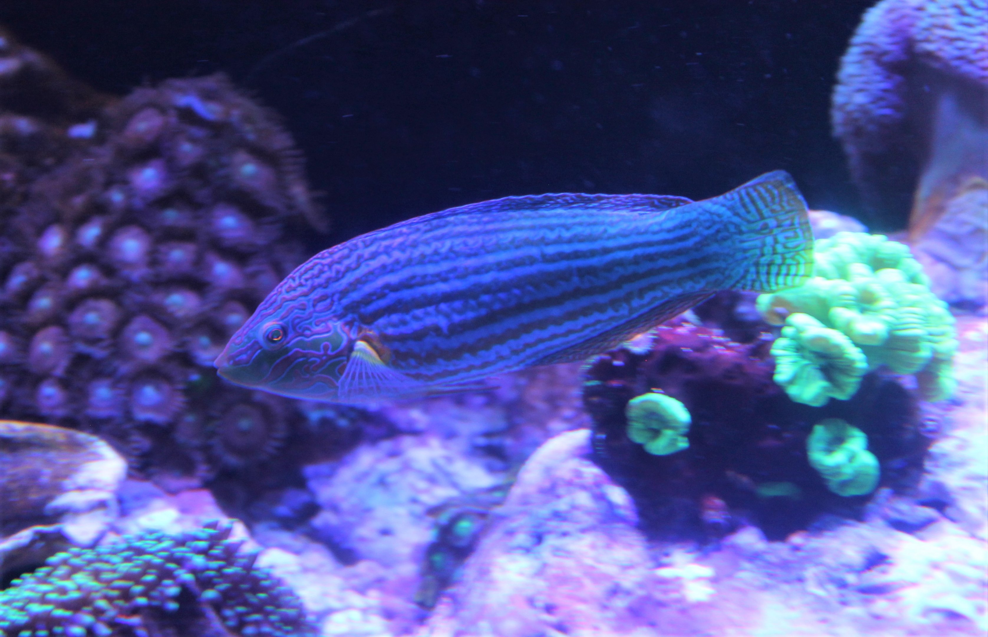 Pin-striped Wrasse (Halichoeres sp.)