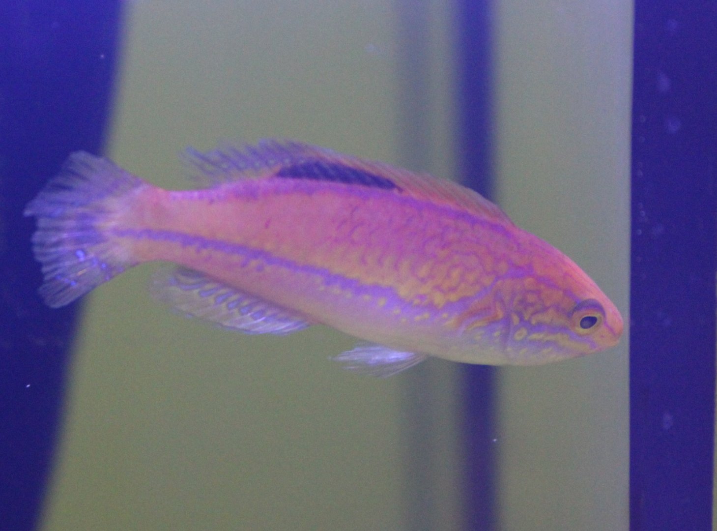 Pin-tailed fairy wrasse - Cirrhilabrus isosceles - male