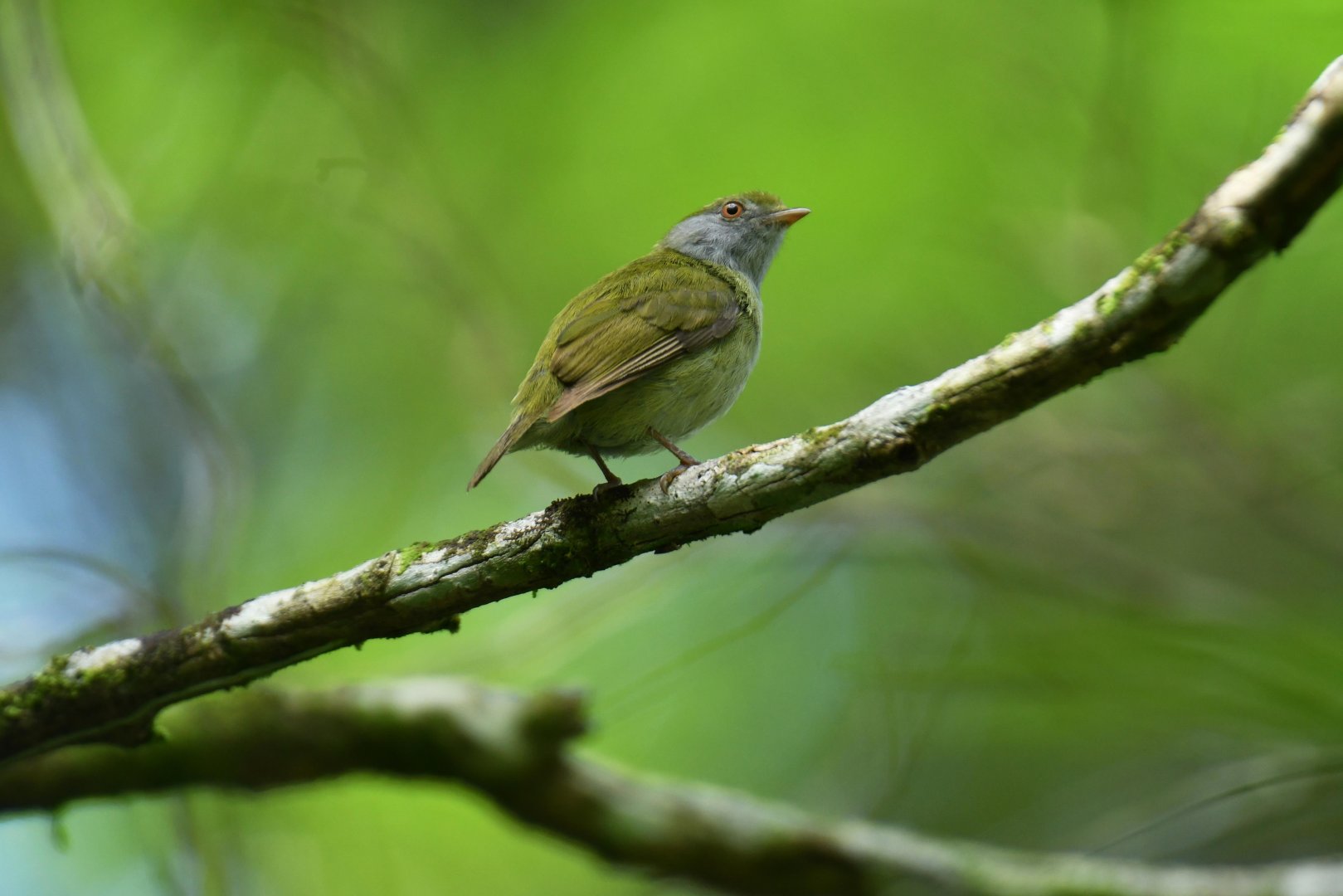 Pin-tailed Manakin (Ilicura militaris)