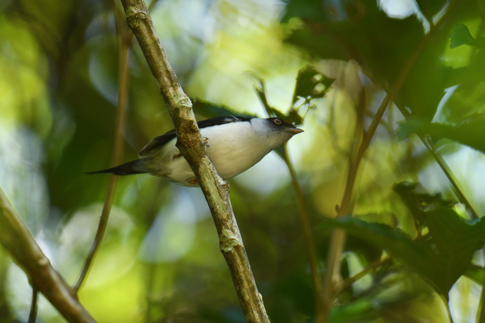 Pin-tailed Manakin Ilicura militaris