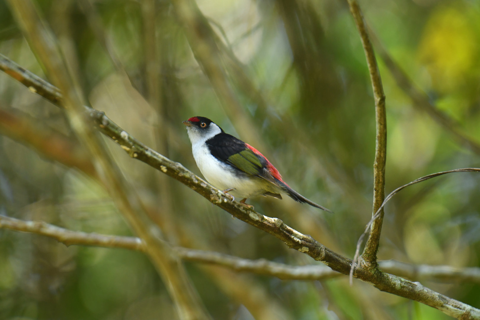 Pin-tailed Manakin Ilicura militaris