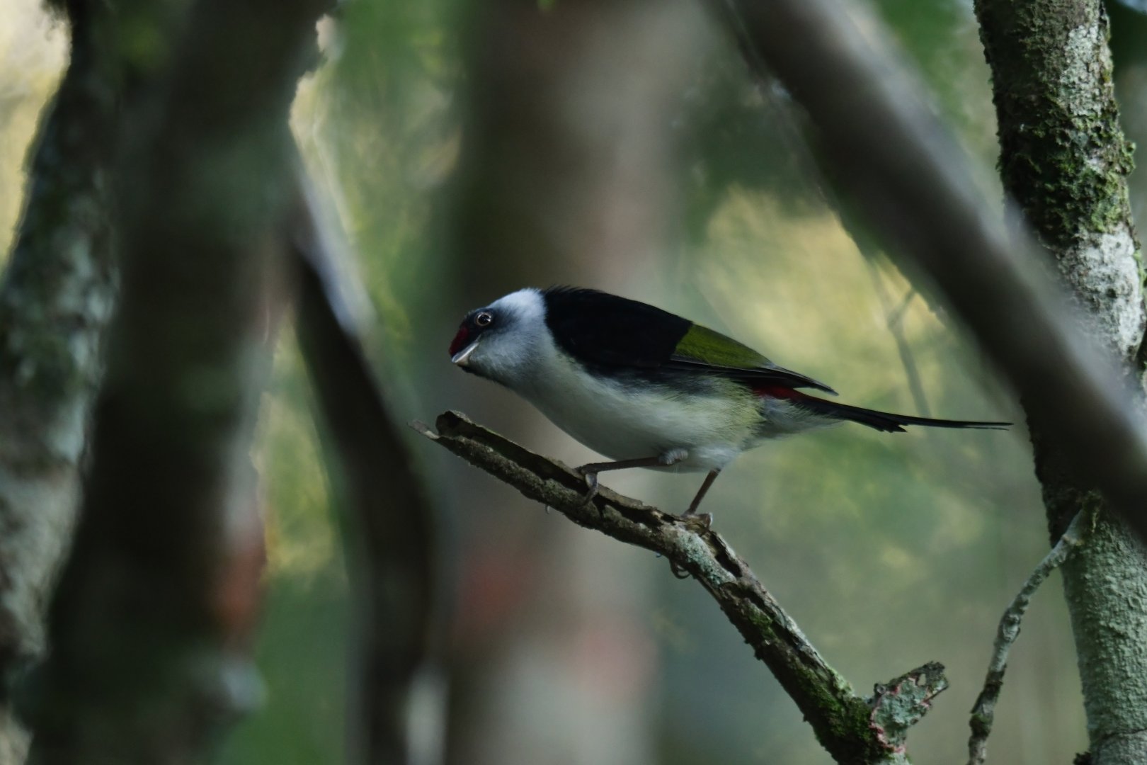 Pin-tailed Manakin Ilicura militaris