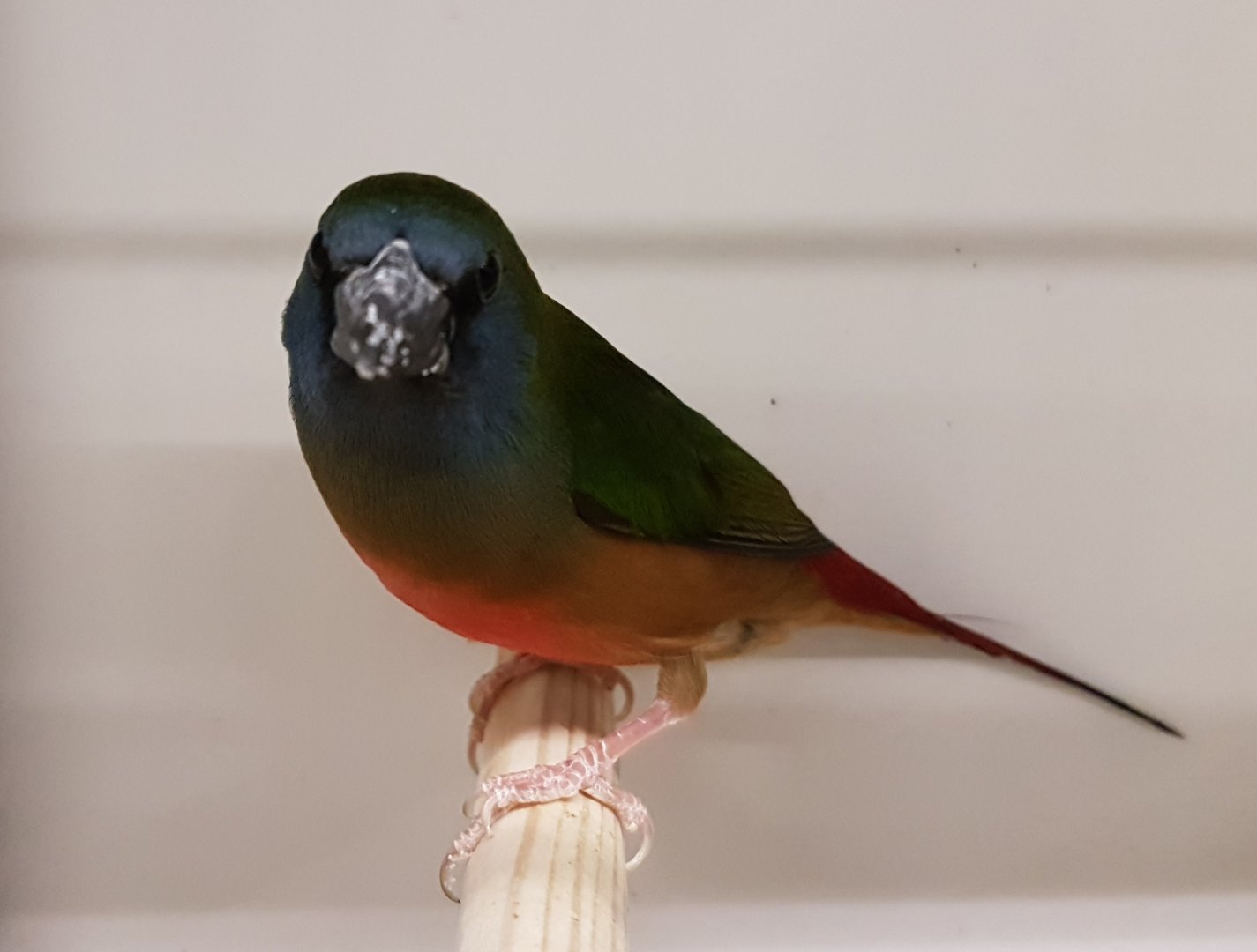 Pin-tailed parrotfinch