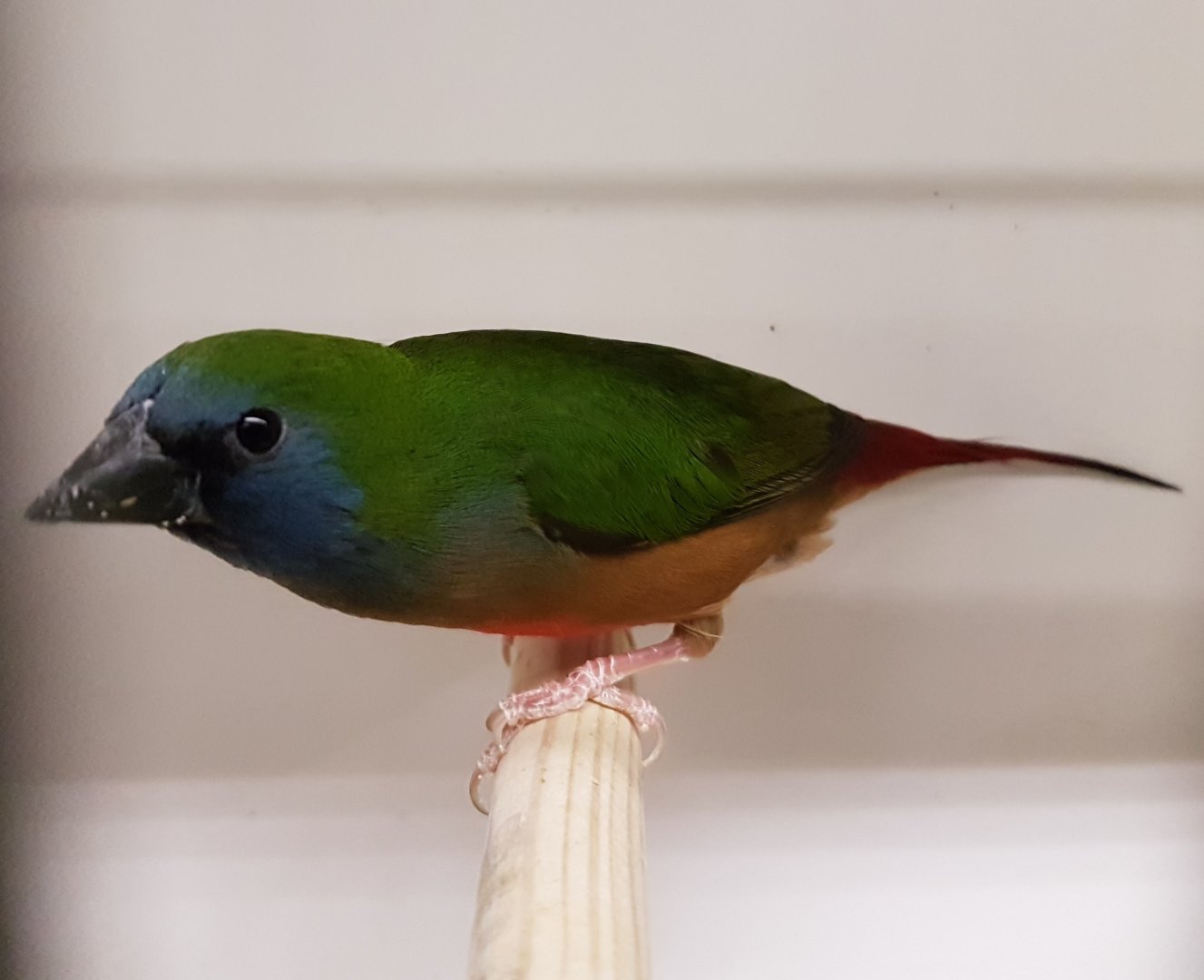 Pin-tailed parrotfinch