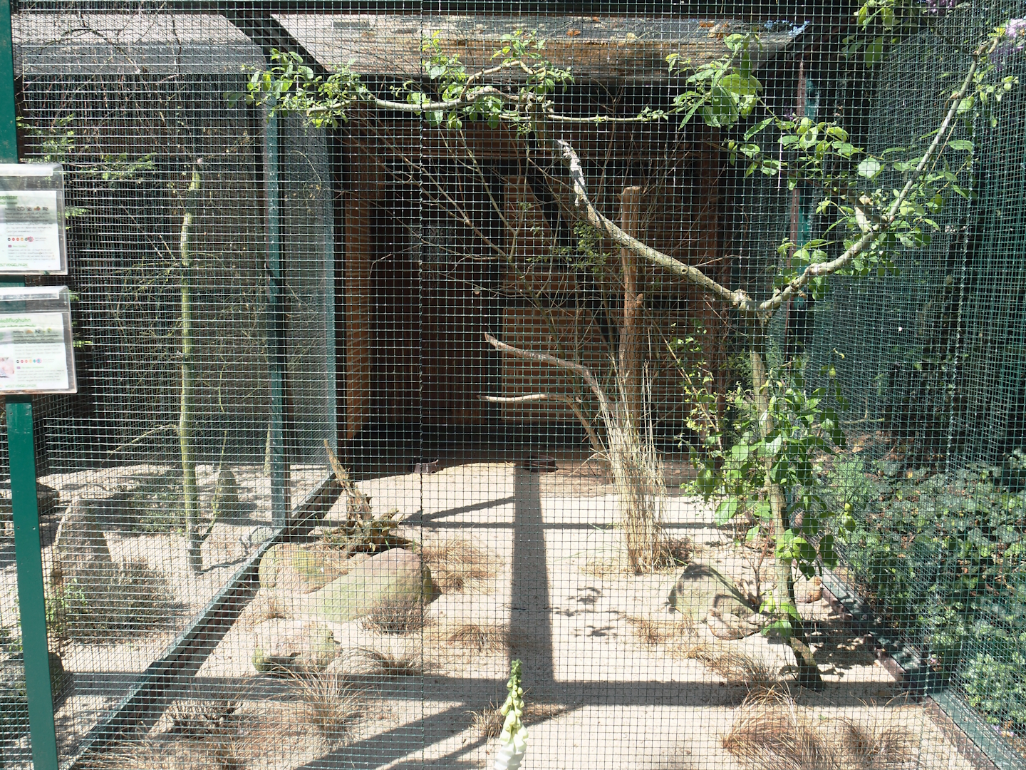 Pin-tailed sandgrouse and Rosy starling aviary, 2024-05-21