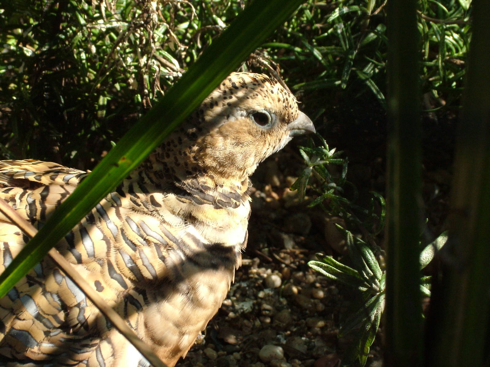 Pin-tailed Sandgrouse at Dresden, 29/08/12