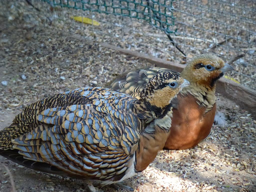 Pin-tailed sandgrouse, July 2013.