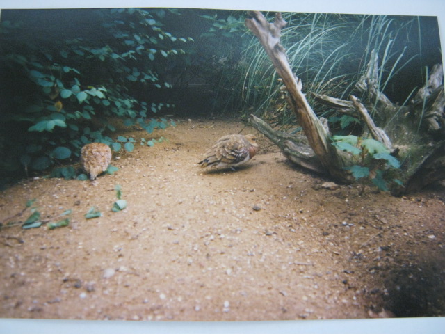 Pin-tailed Sandgrouse June 1990 London Zoo.