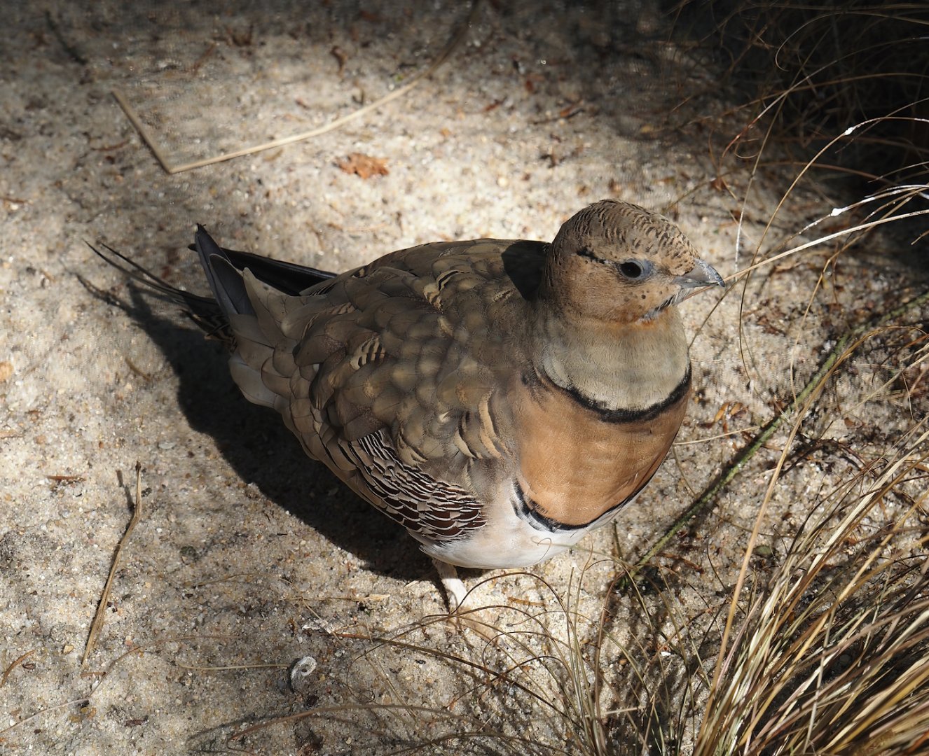 Pin-tailed sandgrouse (Pterocles alchata caudacutus), 2024-05-24