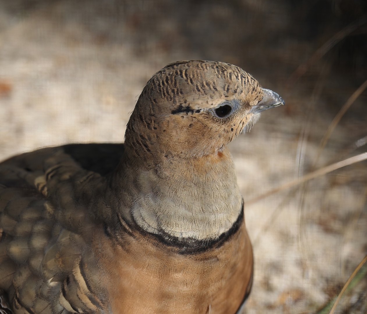 Pin-tailed sandgrouse (Pterocles alchata caudacutus), 2024-05-24