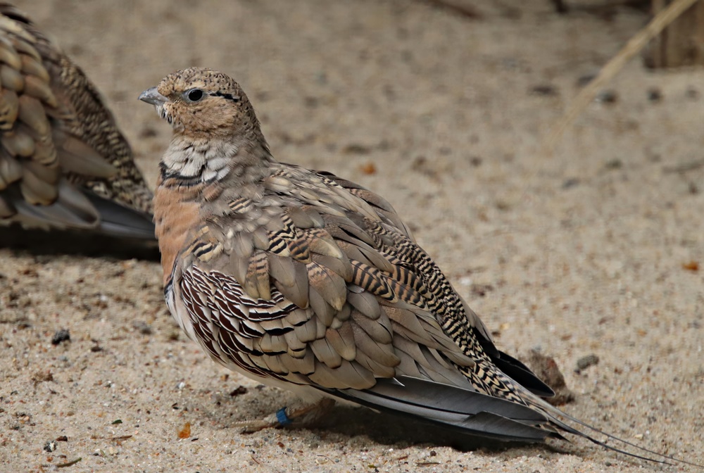 Pin-tailed sandgrouse (Pterocles alchata caudacutus)