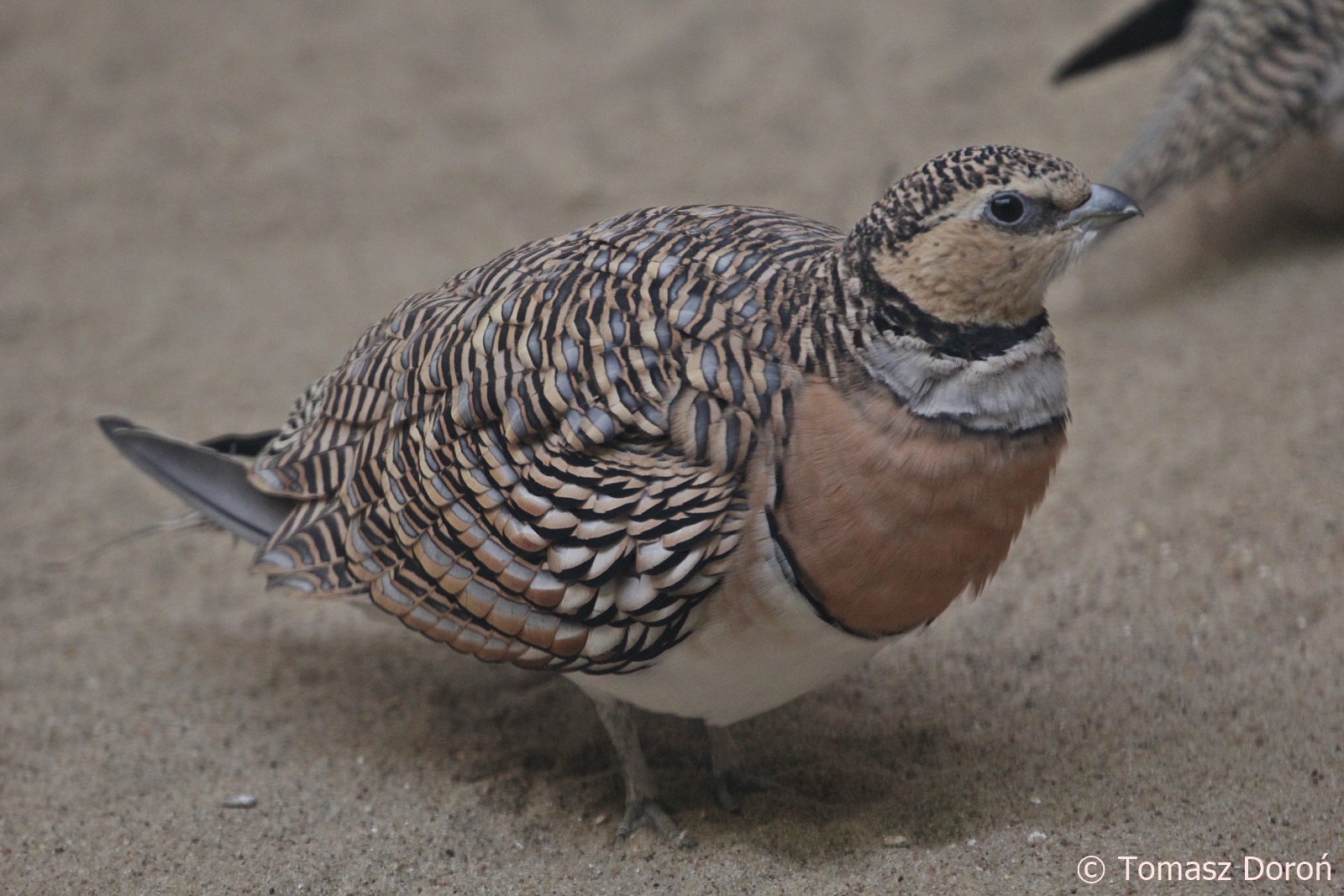 Pin-tailed Sandgrouse (Pterocles alchata), February 2019