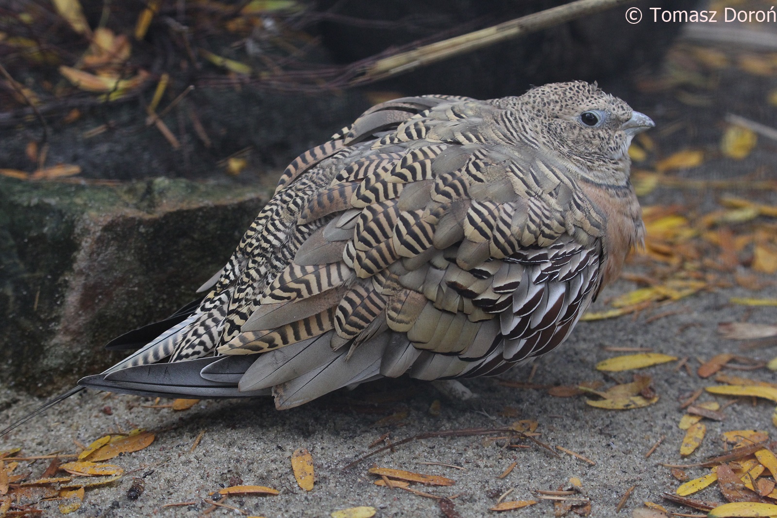 Pin-tailed Sandgrouse (Pterocles alchata), October 2018