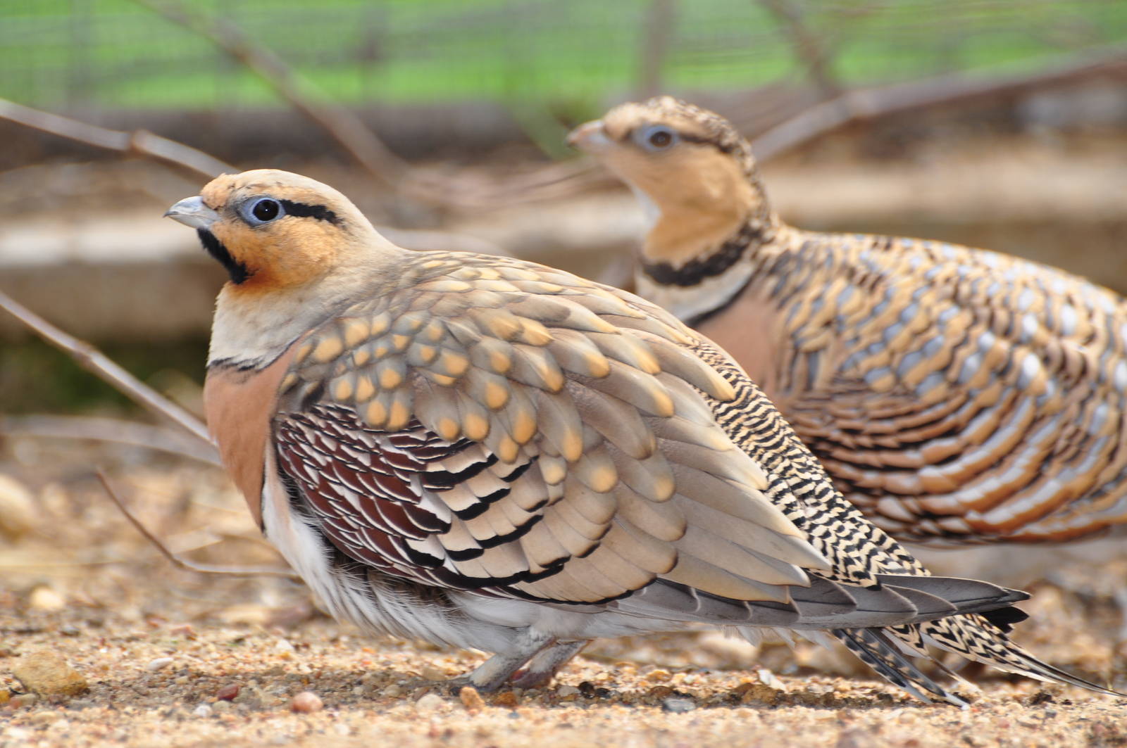 Pin-tailed sandgrouse/ Pterocles alchata