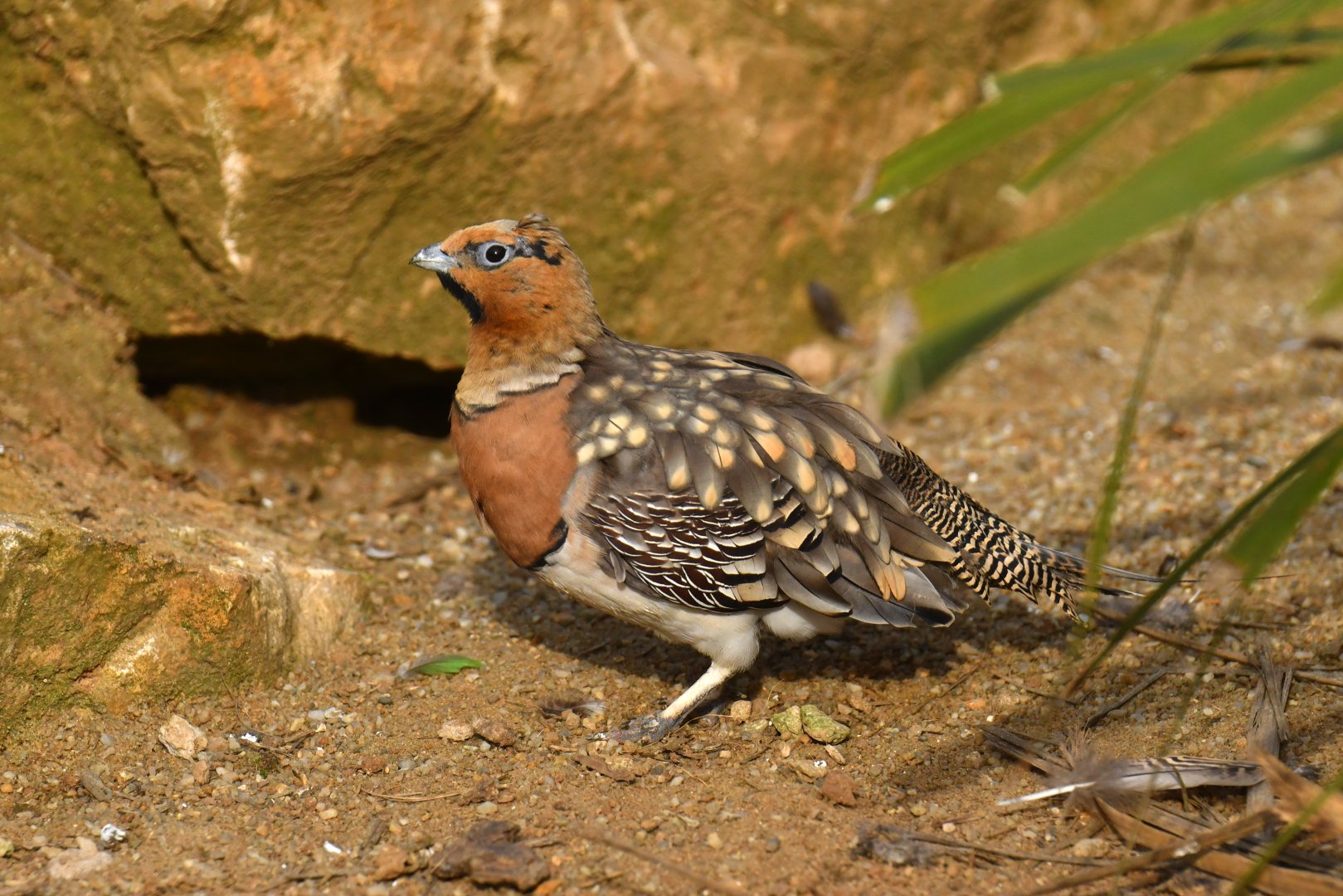 Pin-tailed Sandgrouse (Pterocles alchata)