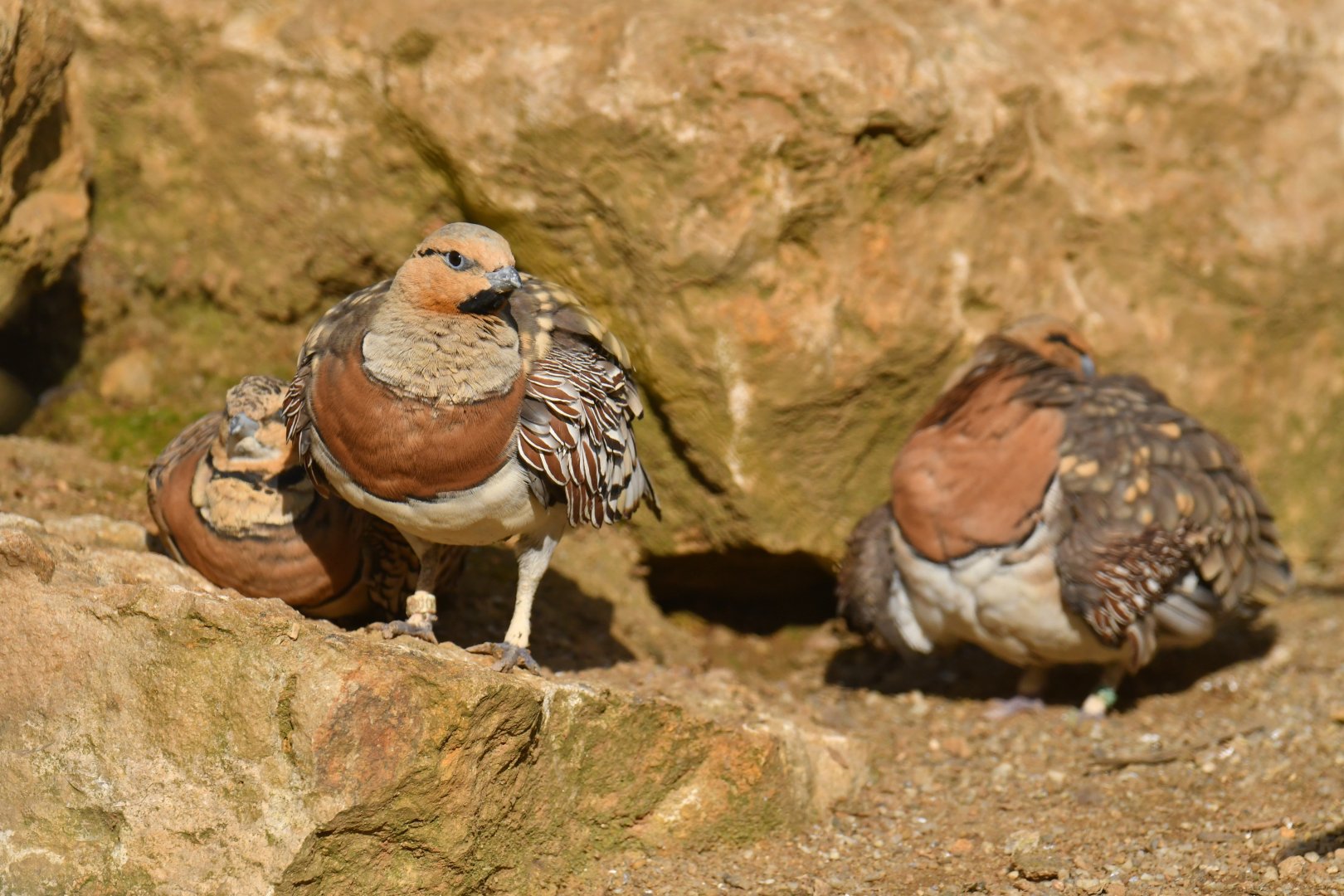 Pin-tailed Sandgrouse (Pterocles alchata)