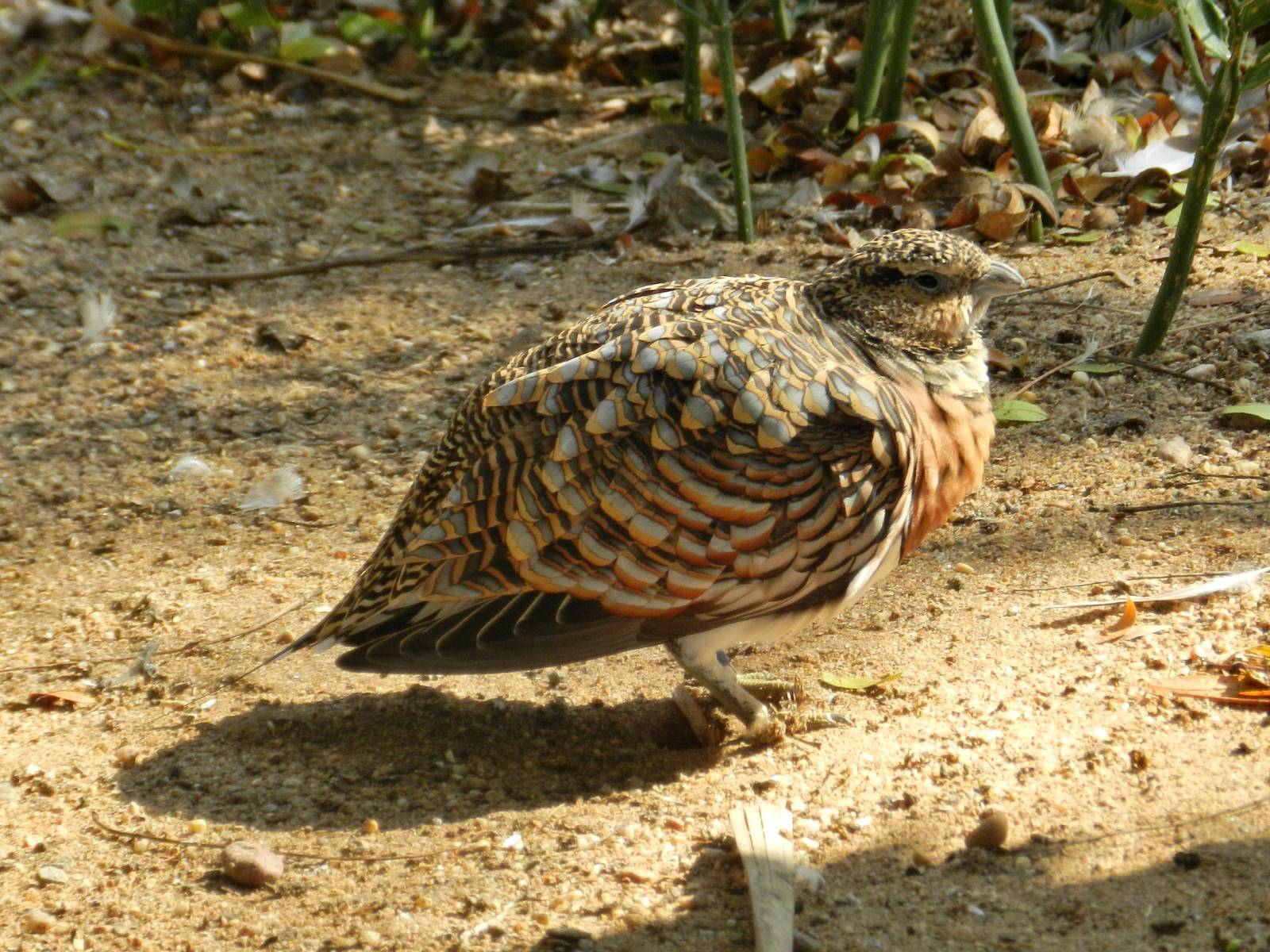Pin-tailed Sandgrouse