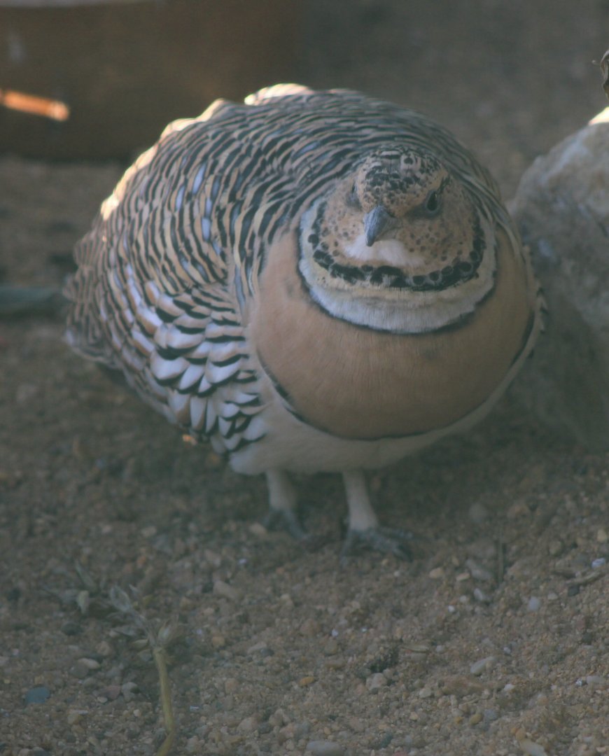 Pin-tailed sandgrouse
