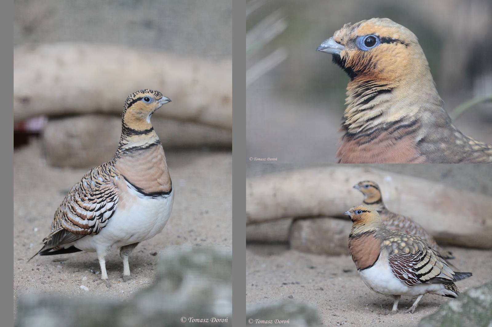 Pin-tailed Sandgrouses (Pterocles alchata)