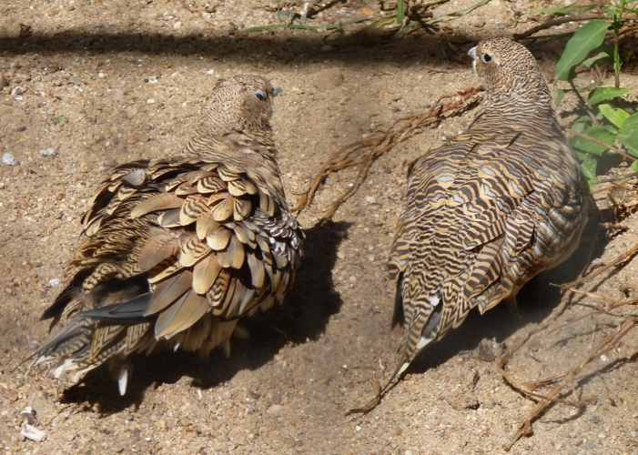 Pin-tailed sandgrouses (Pterocles alchata)