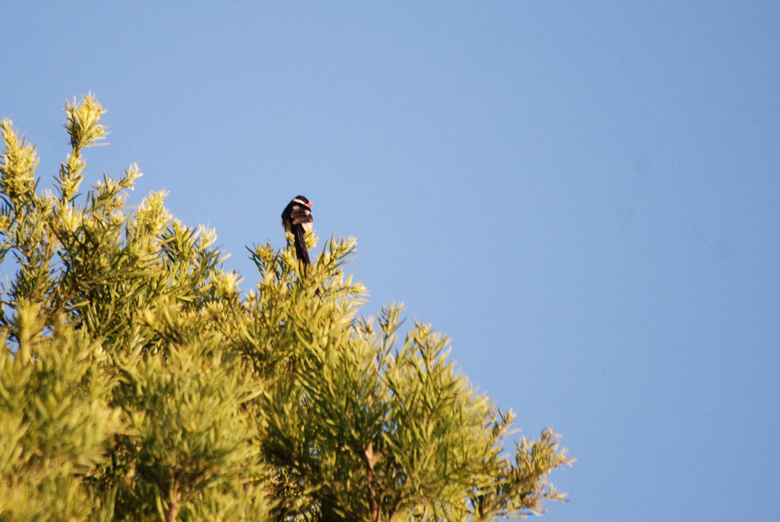 Pin-tailed Whydah at Goba, 16/10/14