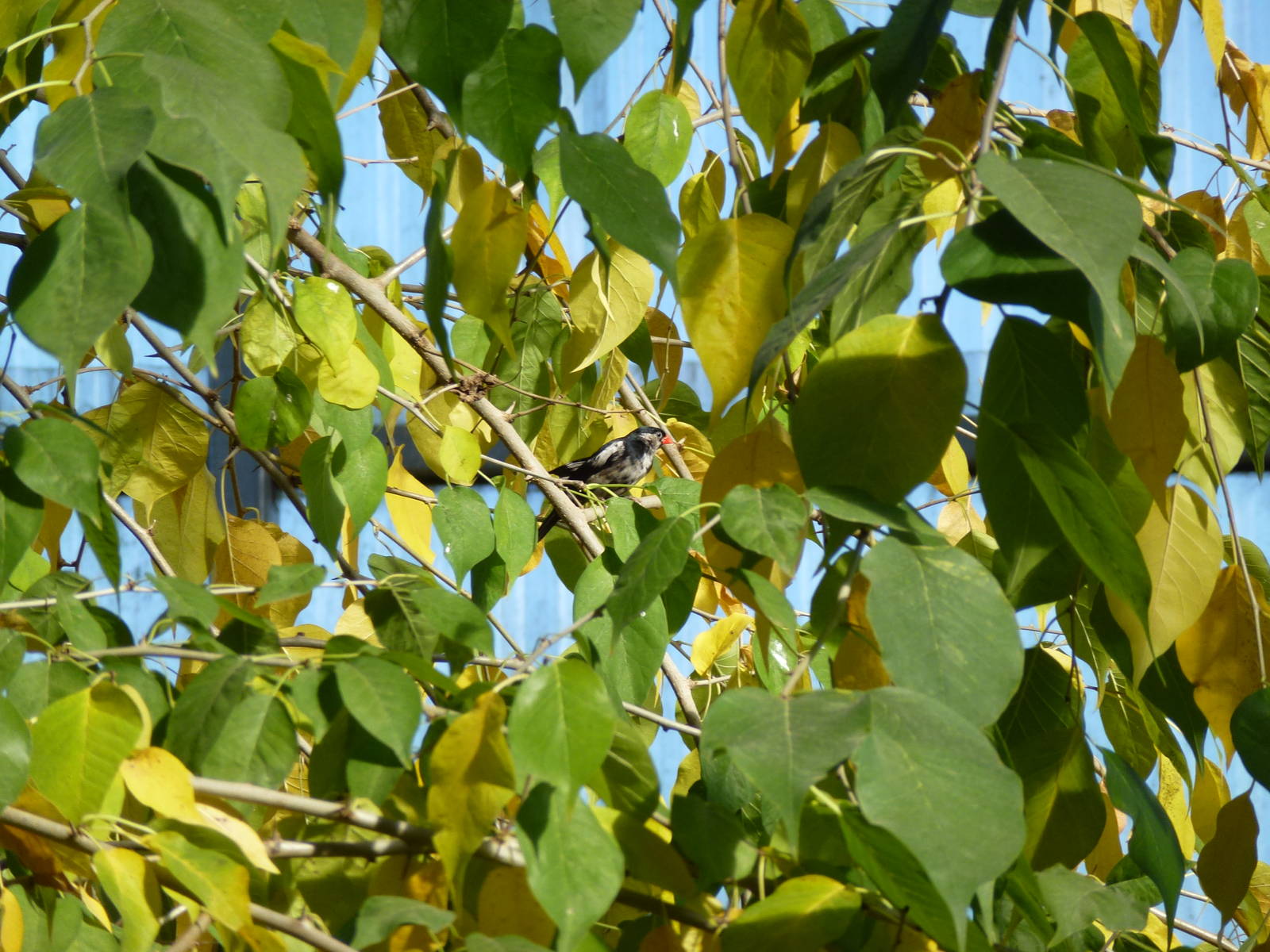 Pin-tailed whydah - Biorama, November 2013.