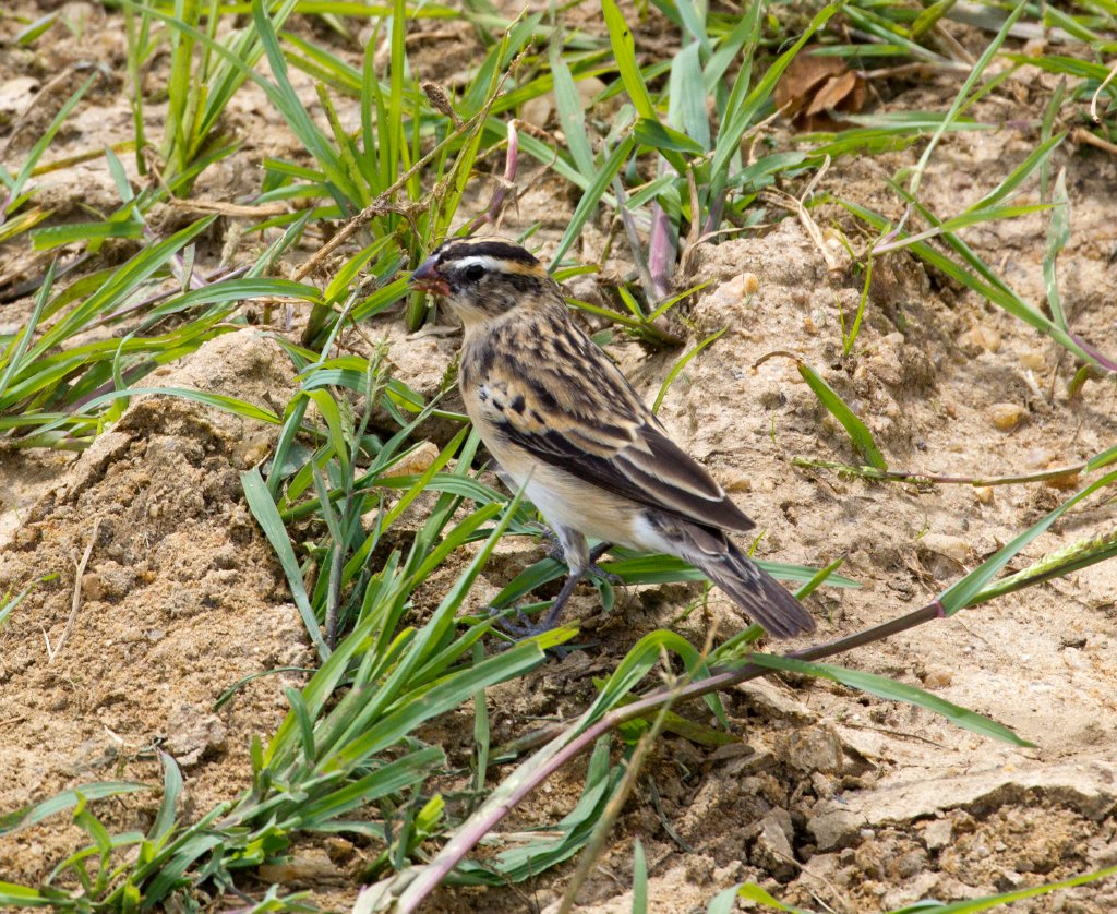 Pin-tailed Whydah, female