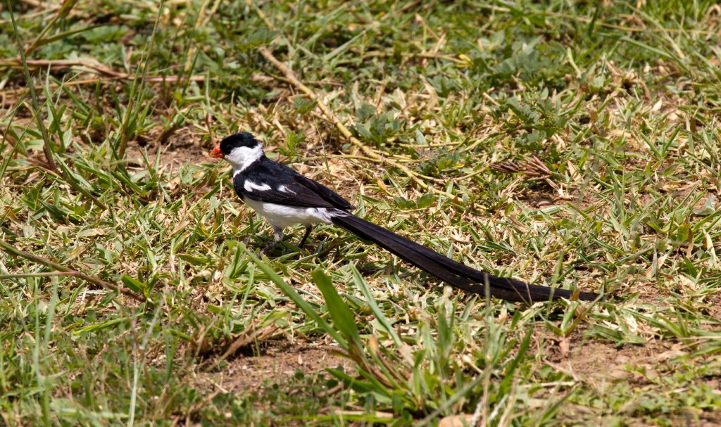 Pin-tailed Whydah male