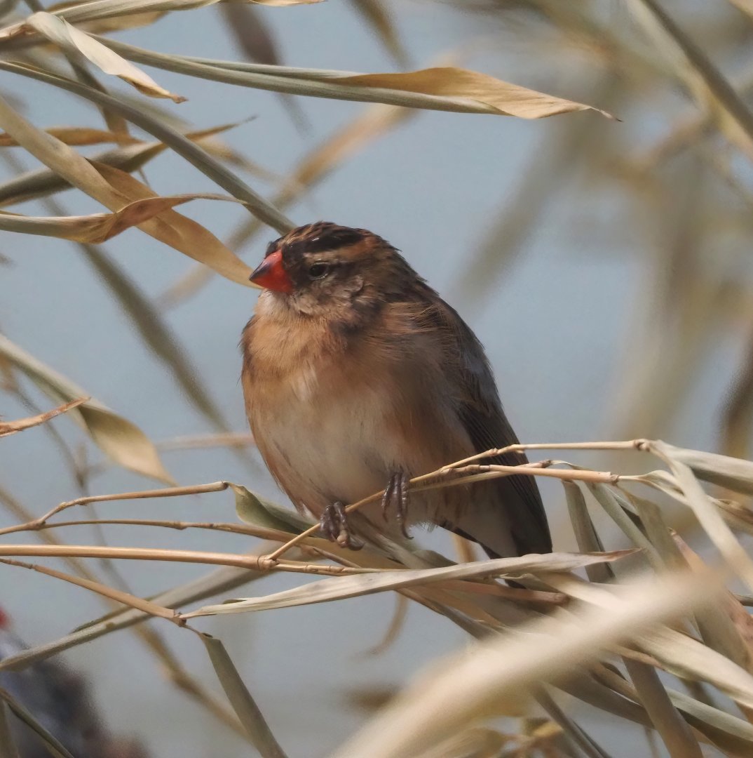 Pin-tailed whydah (Vidua macroura), 2024-08-05