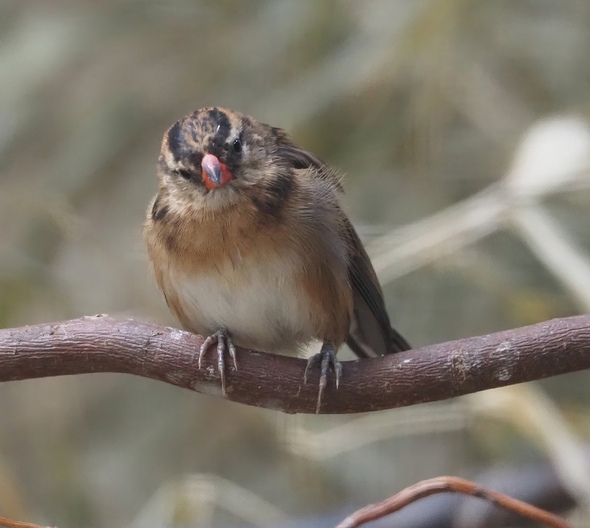 Pin-tailed whydah (Vidua macroura), 2024-08-05