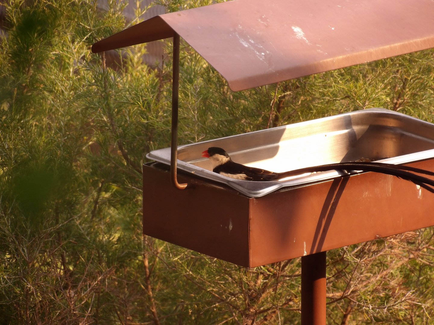 Pin-Tailed Whydah(Vidua macroura)