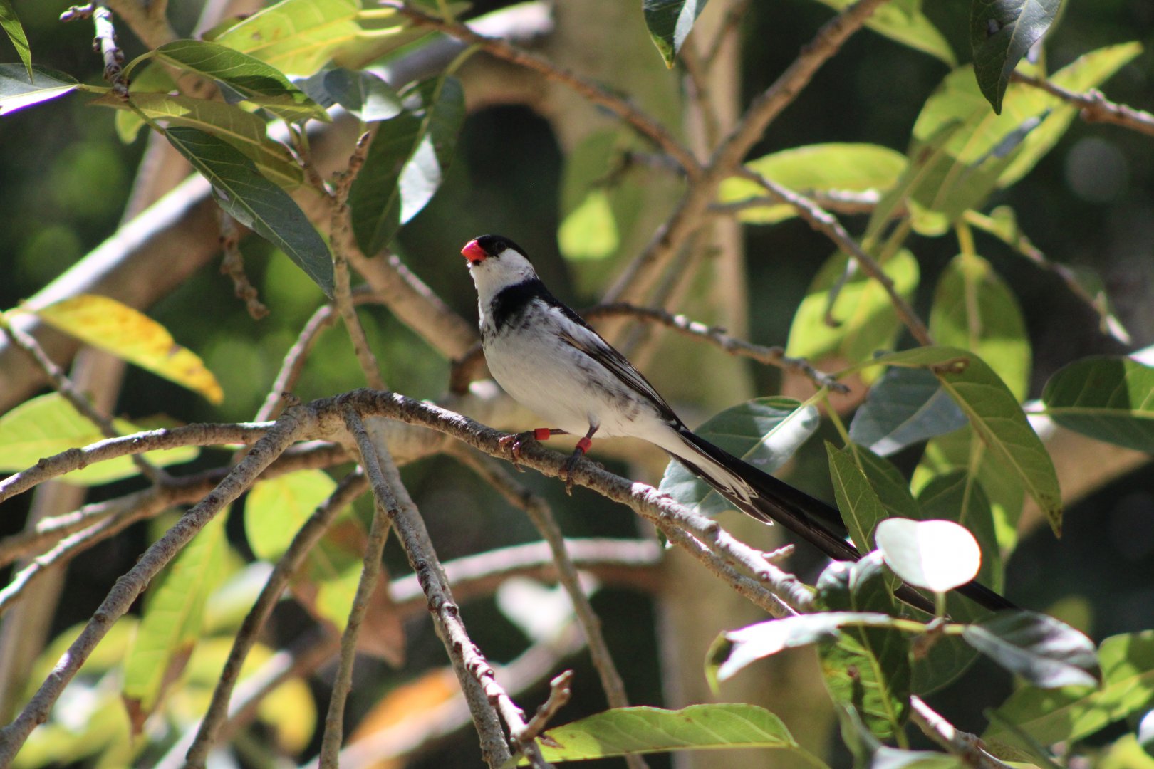 Pin-Tailed Whydah (Vidua macroura)