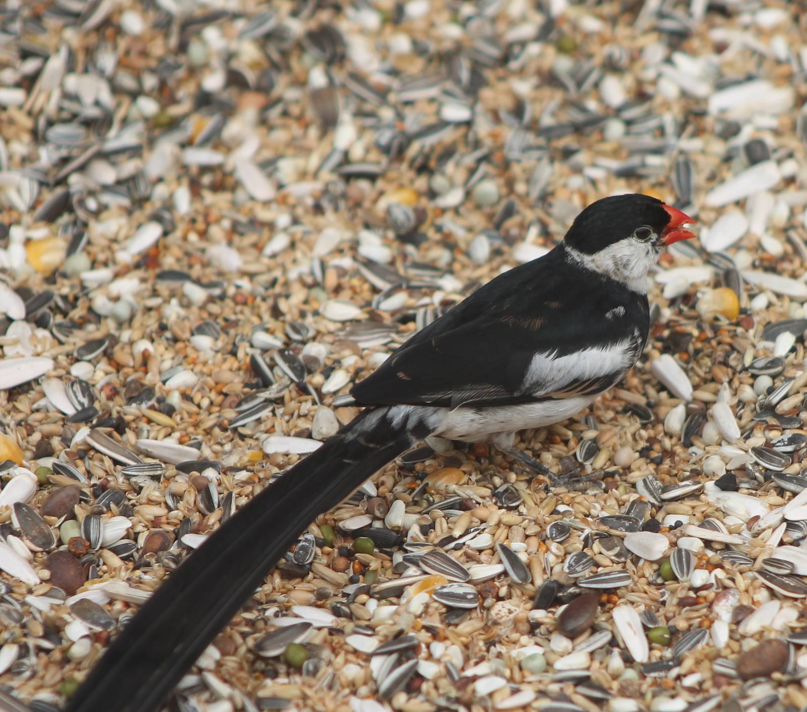 Pin-tailed whydah