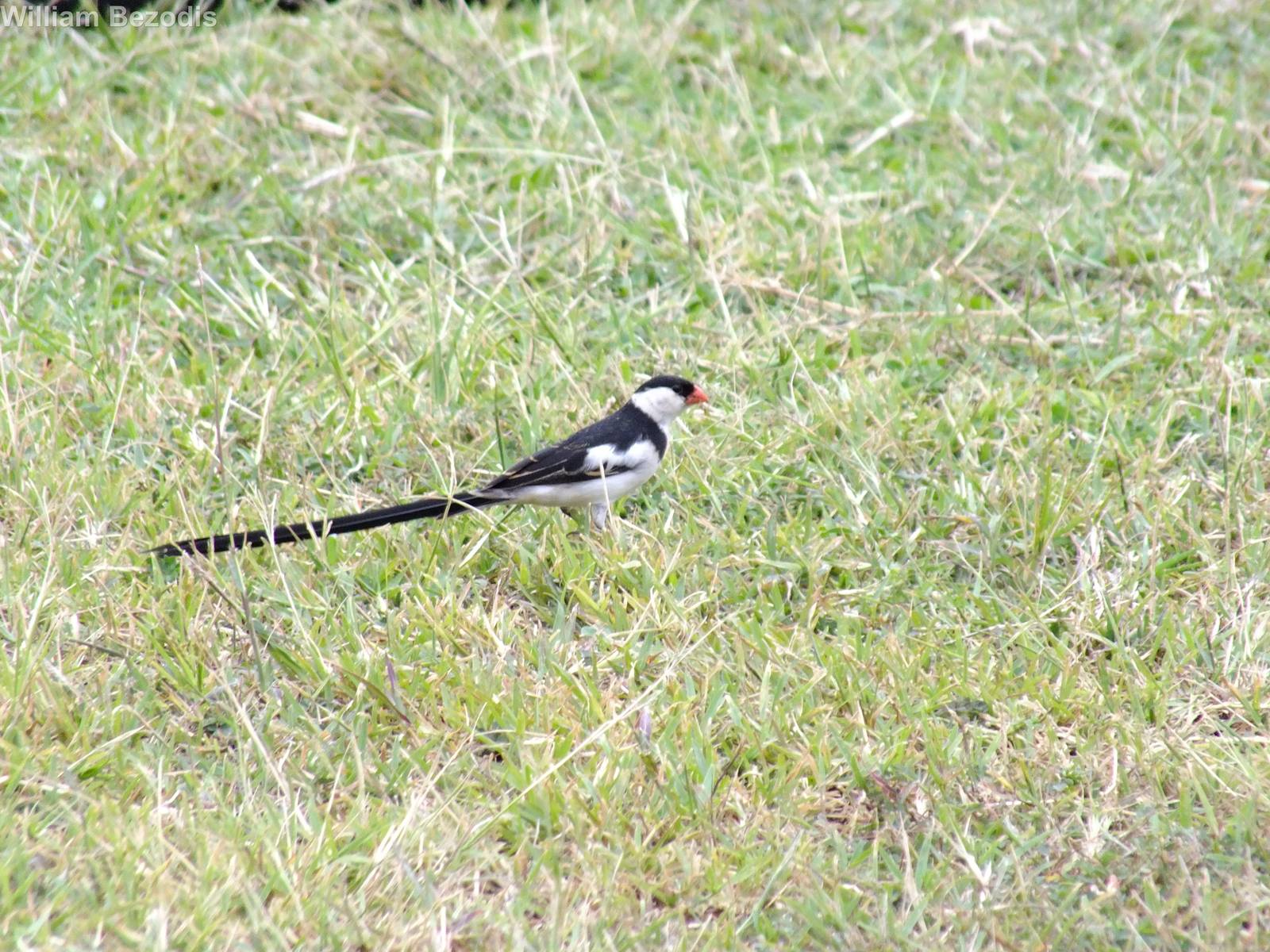 Pin-tailed Whydah